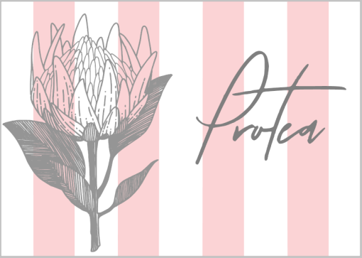 Pink Stiped Protea