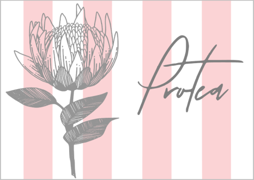 Pink Stiped Protea